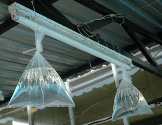 Karadeniz Usulü Sineksavar