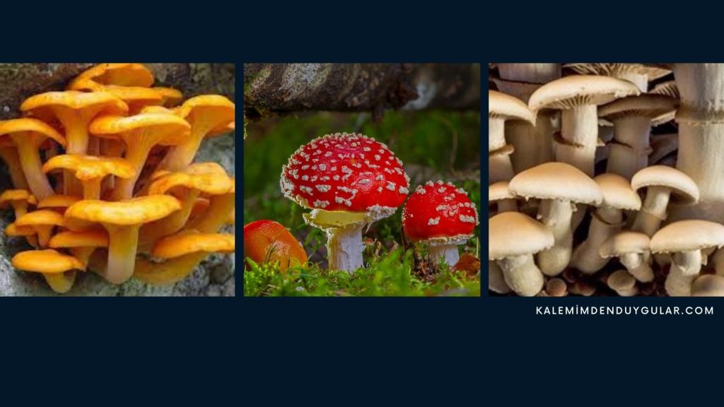 Zehirli Mantar Nasıl Anlaşılır? Türkiye’de Bulunan Zehirli&nbsp;Mantarlar