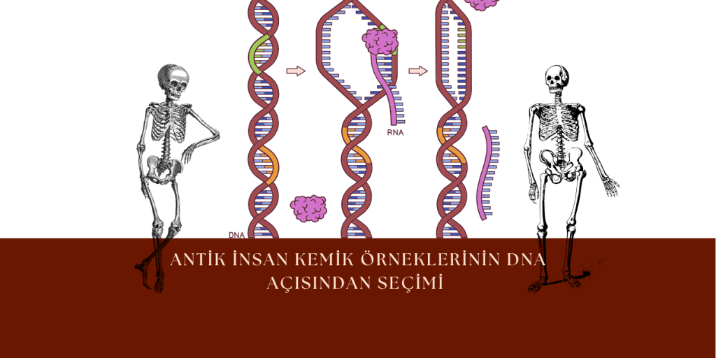 Antik Kemik Örneklerinin DNA Açısından&nbsp;Seçimi