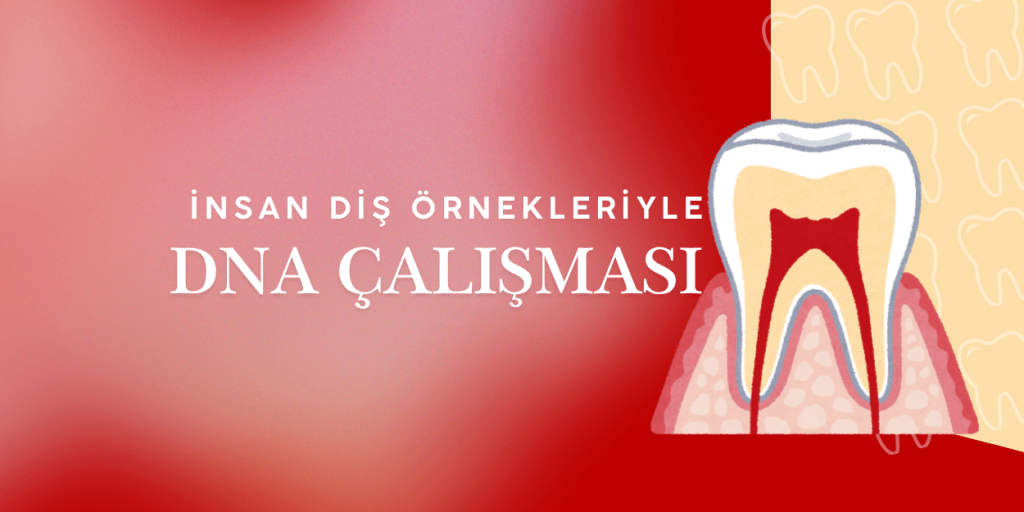 İnsan Diş Örneklerinden DNA&nbsp;Eldesi